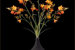 22_Crocosmia