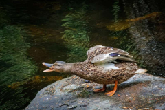 34_The-singing-duck