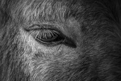39_eye-of-the-donkey