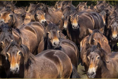 40_Exmoor-pony-gathering