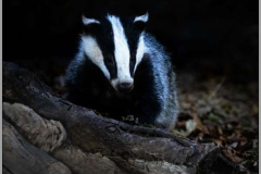 40_Woodland-Badger-cub