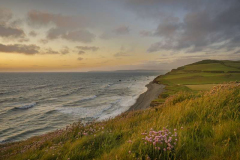 45_Sea-Pinks-at-Sunset