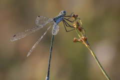 Damselfly at sunrise