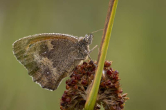 Gatekeeper