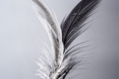 White feather, reflected black with raindrops. Title: On wings like gossamer. Art.